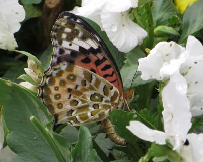 �Y���c�}�O��