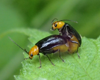 �N���E���n���V