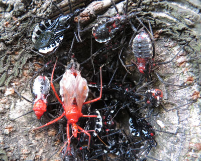 �H������̃��R�d�i�T�V�K��