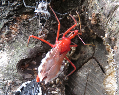 ���ꂢ�Ȃ̂��L�����̂�