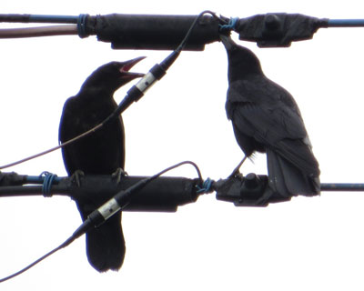 �q�{�\�͑��X����