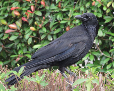 �ł��ӊO�ɔ�����