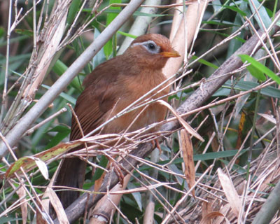 �N�����x�ł���K�r�`���E