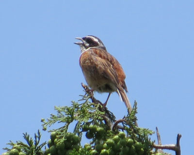 �I�I���V�L�������Ɩق�