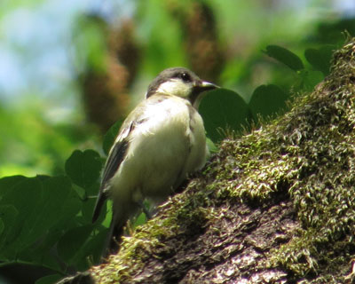 ���΂݃V�W���E�J��