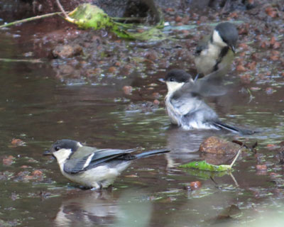 �q�������̍s��