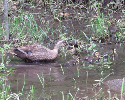 �J���K���e�q