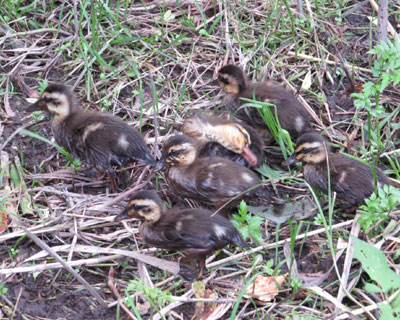 �`�r�����͓D�܂݂�