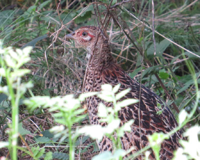 �I�X�P�H�ƃ��X���H�̌Q��