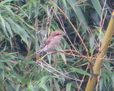 ���߂Ẳă��Y