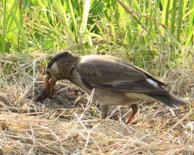 ���N�h���͊L���H�ׂ�炵��