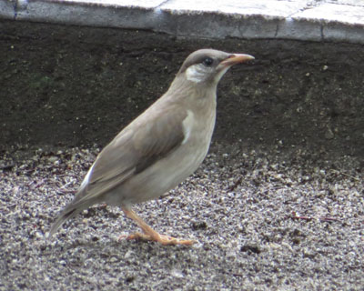 �Ⴂ�Ɣ���