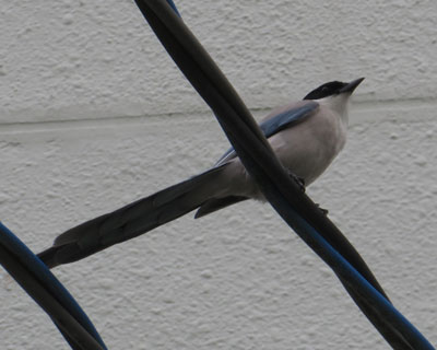 ���Ă͂��������ɂ���I�i�K