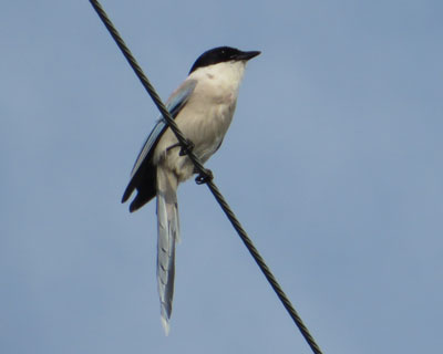 �悭���̎��ɂȂ�