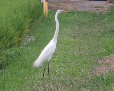 �c��ڂɐ����������Ă���