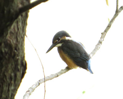 �Â���̃J���Z�~