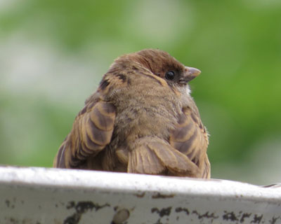 ����܎q�X�Y��