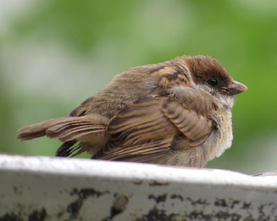 ��͂��Ƃ����炵��