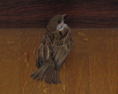 �Ƃ��ǂ��Ԉ���Ă����ɓ���