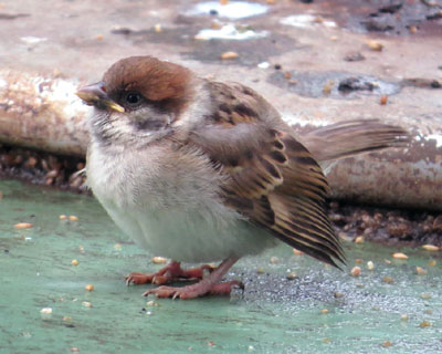 �����ۂ̓s���R