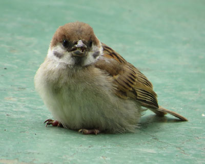 ���ō���