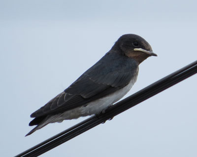 �Z���c�o��