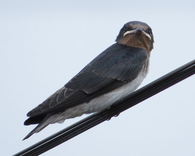 ���̓f�J��