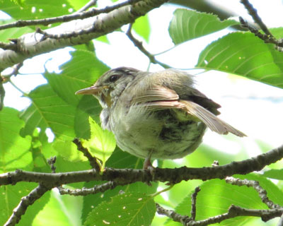 ���N�͏o�������E�O�C�X