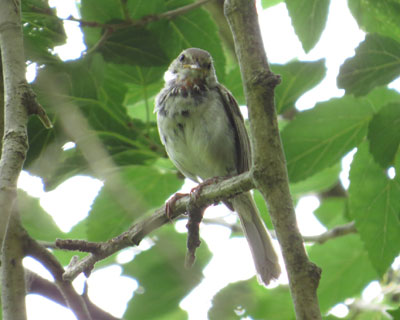 �����Ƃ��C���o�܂����