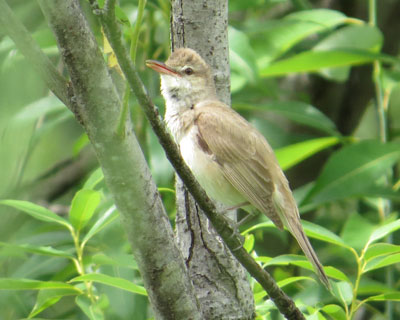 �I�I���V�L���͂��������ς�