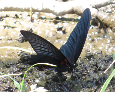 �����z���܂���i�K�T�L�A�Q�n