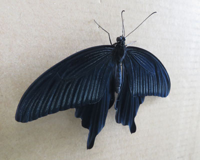 �����ɗ����N���A�Q�n