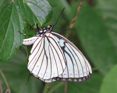 ���Ԃ�t�̃A�J�{�V�S�}�_��