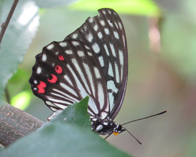 �ẴA�J�{�V�S�}�_��