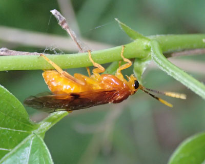 �`���C���n�o�`����