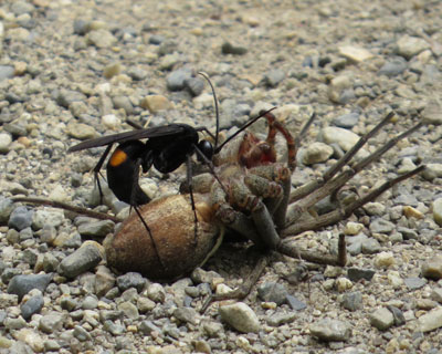 �f�J���̂��d���߂��I�I�����N���x�b�R�E