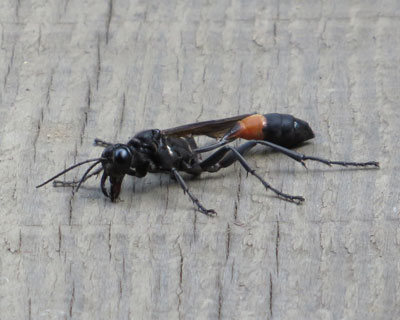 ���������ꂻ���ȃn�`