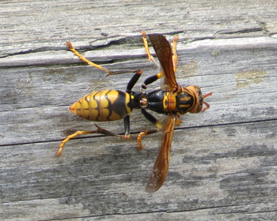 ���Ԃ�Z�O���A�V�i�K�o�`