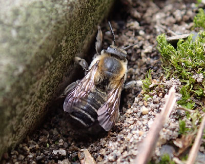 ���Ԃ̌��ɂ�����n�L���o�`