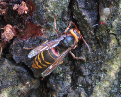 ���t�ɏW�܂郂���X�Y���o�`