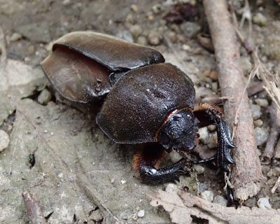 ����H���Ă������Ă�J�u�g���V