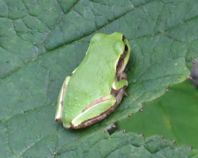 �A�}�K�G���͎肪��������