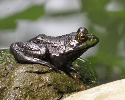 ���������ǃE�V�K�G�����ȁH