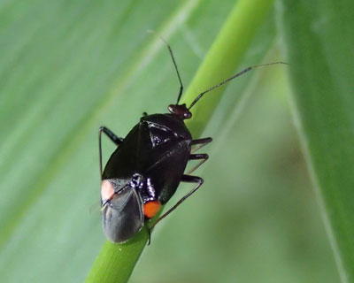 �����L�N���J�X�~�J��