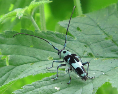 �ӊO�ɏ��������~�[�J�~�L��