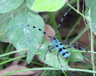 ������Ǝ��Ă郋���{�V�J�~�L��