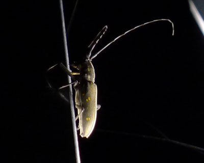 ��̃J�~�L��