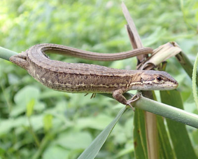 �����ƃJ�i�w�r����������