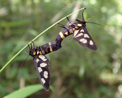 �V���N���J�m�R�K