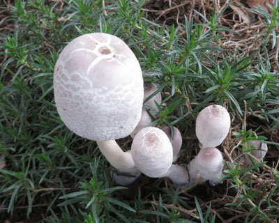 �傫�Ȋۂ��L�m�R